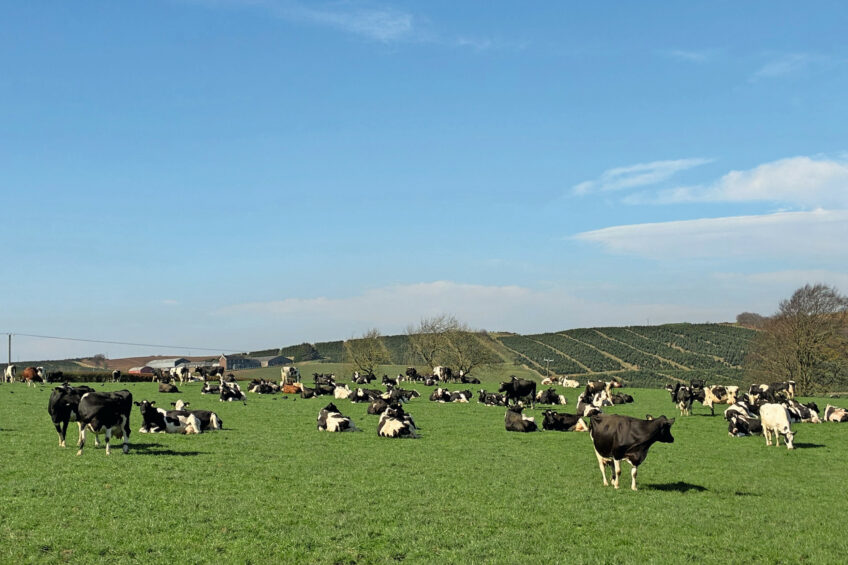 The cows graze from April to October. Initially, only during the day, when there is sufficient grass growth they graze day and night, with a TMR support for evening milking. Photo: Robert Bodde