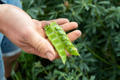 Lupin as a feed ingredient offers a complete amino acid profile and has a protein level similar to soybean. Photo: Ronald Hissink