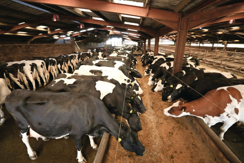 The cows are given a TMR ration in large concrete troughs, bunkers, during the pasture period before evening milking.Photo: Henk Riswick