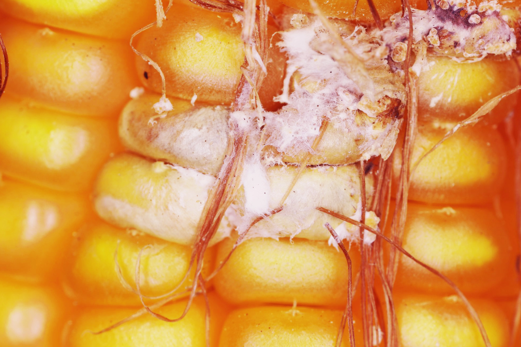 We need to be realistic when thinking about a mycotoxin-free diet. The feed will always have mycotoxins at varying levels of contamination. Photo: Canva