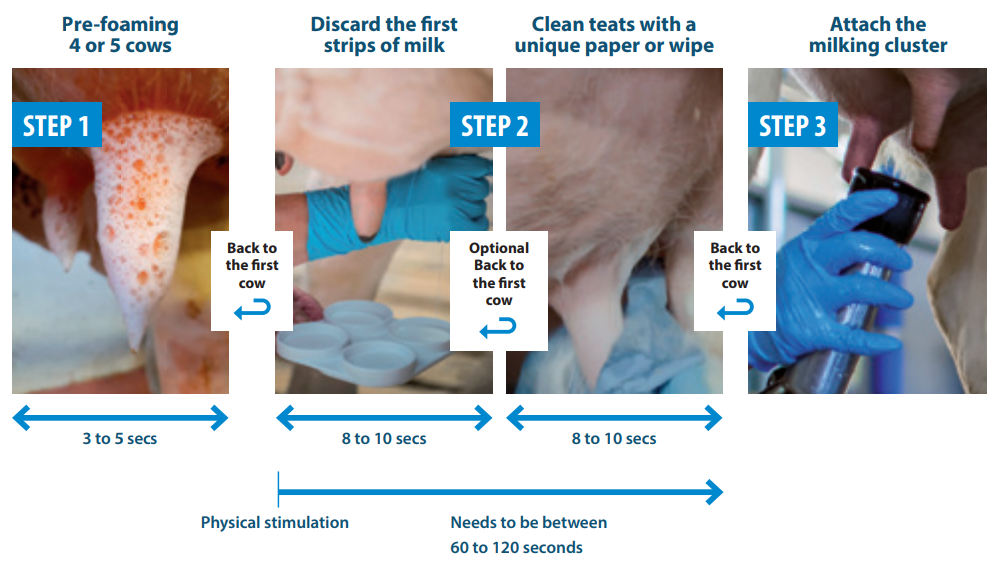 Figure 1 - Schematic presentation of an optimal pre-milking routine.