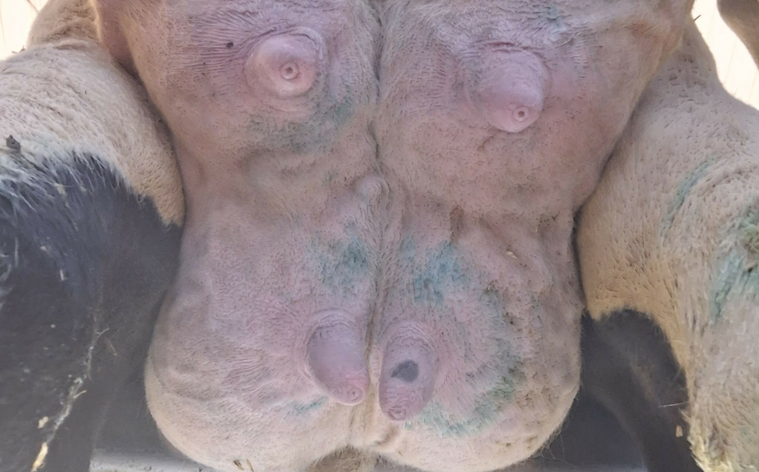 Open teat orifices after cluster detachment suggest overmilking during milking. Photos and figures: CID Lines