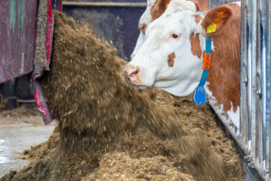 Feed’s role in FMD: exploring the transmission risks