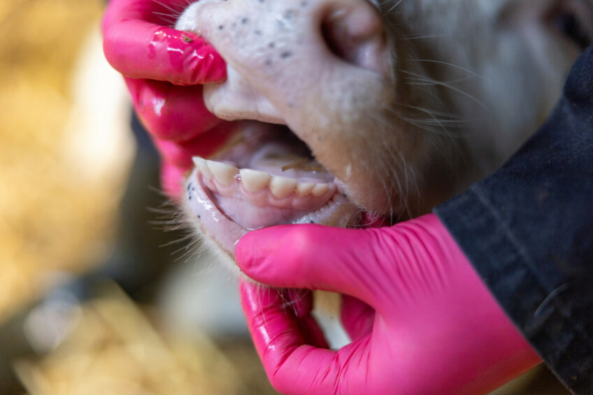 Global animal health issues at centre stage are currently the New World Screwworm, bluetongue, avian influenza and foot and mouth disease. It’s important for livestock producers to remain on alert and keep an eye on the herd. Photo: Mark Pasveer