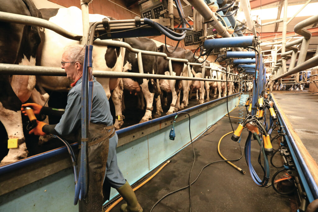 The Scot milks in a 2x20 swing over, with two people in the parlour – milking take 2.5 hours. Photo: Henk Riswick