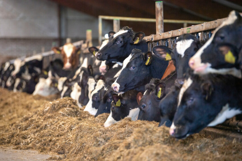 More than 90% of dairy farms in China are making a loss. High feed costs are still a major issue, and small and medium-sized companies in particular cannot cope with them. Photo: Mark Pasveer