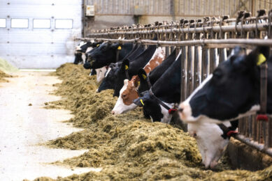 Cow resistance is influenced by nutrition, stress and other circumstances. Photo: Jan Willem van Vliet