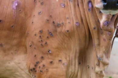 Industry remains on high alert following first reports of lumpy skin disease in Europe