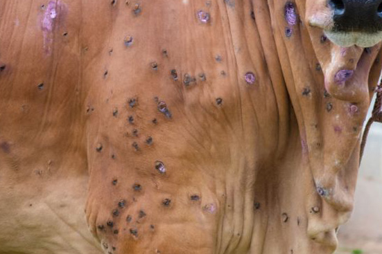 Industry remains on high alert following first reports of lumpy skin disease in Europe