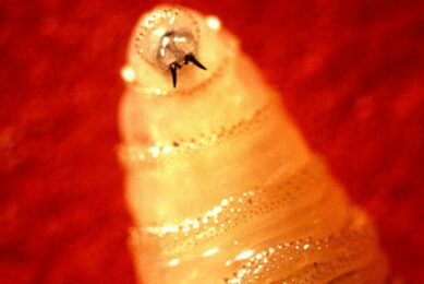 US borders closed as New World Screwworm threatens livestock industry