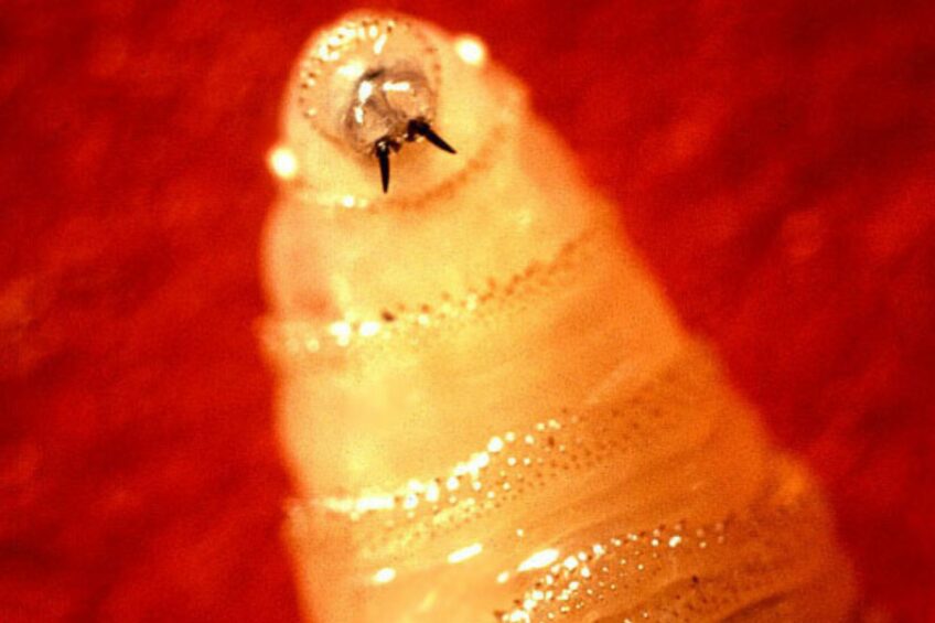 US borders closed as New World Screwworm threatens livestock industry