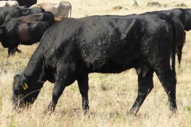 France intensifies its fight against lumpy skin disease