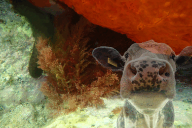 Interest in the use of macroalgae (seaweed) as a methane-reducing feed supplement for ruminants has been increasing steadily. Photo: Canva