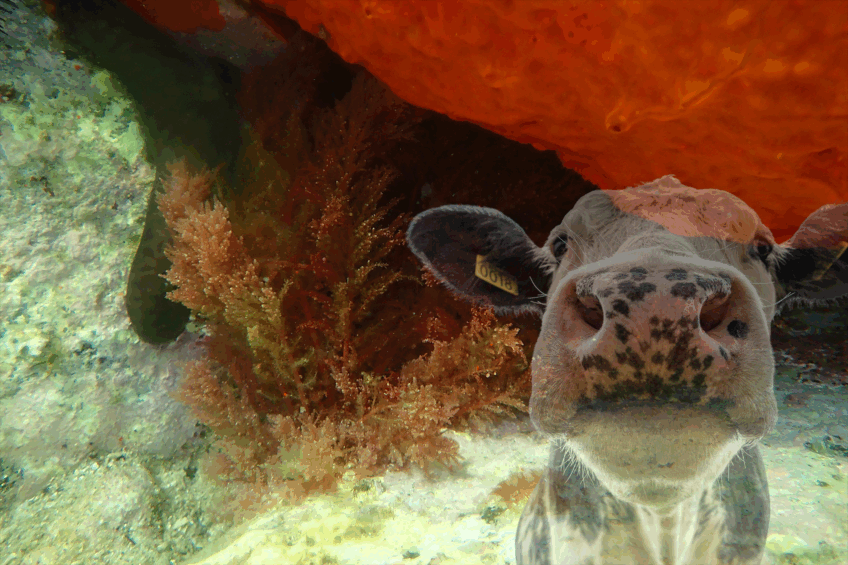 Interest in the use of macroalgae (seaweed) as a methane-reducing feed supplement for ruminants has been increasing steadily. Photo: Canva