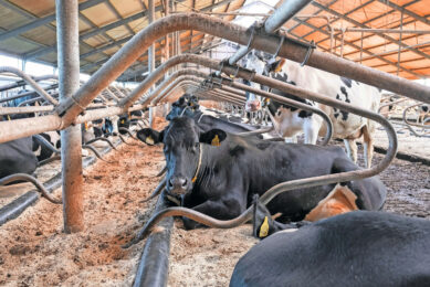The Better Life quality mark for dairy is owned by the Animal Protection Society. Dairy processor Farmel and supermarket chain Jumbo are currently the largest parties. Photo: Jan Willem van Vliet