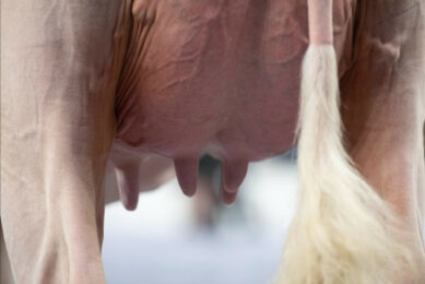It might sound odd to link teat health with planetary health, but teat condition is one of the biggest predictors of mastitis risk. And mastitis isn’t just a cow comfort issue – it’s a sustainability problem. Photo: Mark Pasveer