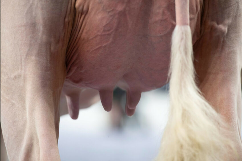 It might sound odd to link teat health with planetary health, but teat condition is one of the biggest predictors of mastitis risk. And mastitis isn’t just a cow comfort issue – it’s a sustainability problem. Photo: Mark Pasveer