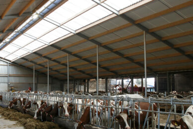 In the current study, researchers determined the effect of photoperiod during the dry period on subsequent colostrum and milk production in Holstein and Jersey dairy cows. Photo: Hans Prinsen