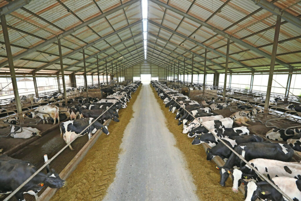 The stables all have a simple design where cow comfort is paramount: plenty of space, tubes as feed fence, solid floors and deep litter boxes.