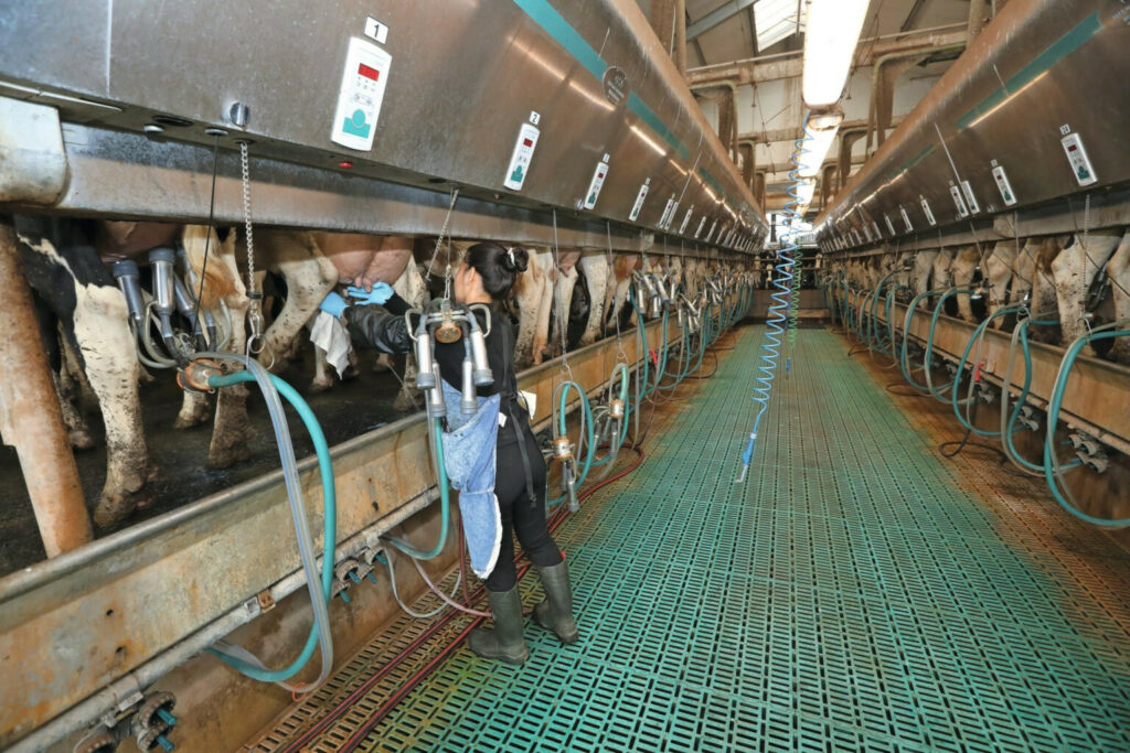 Milking in the 2x20 rapid exit system is done in three shifts, each lasting 5-6 hours. Two people work each shift: a milker and a worker who collects the cows.