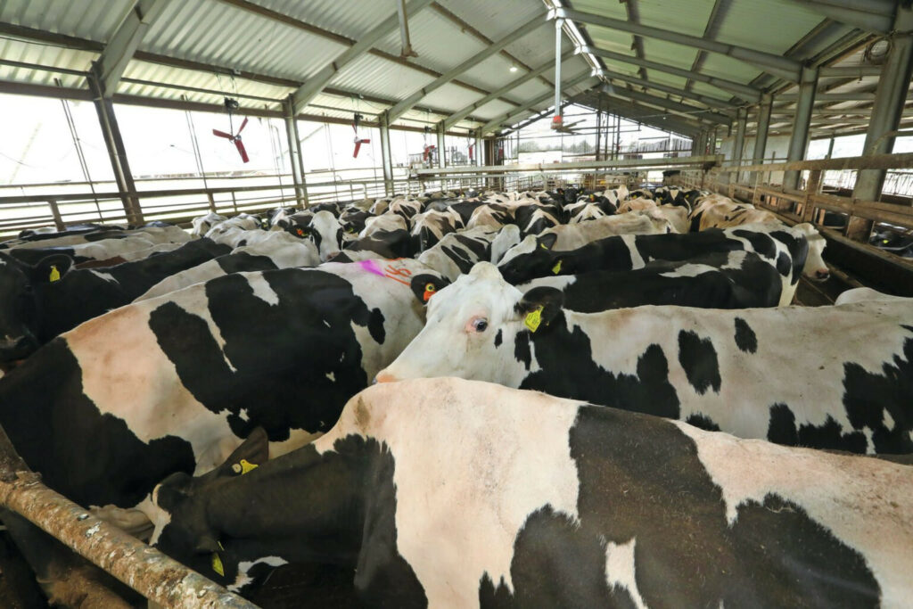 The groups contain 130 to 180 cows, which currently spend 3-5 hours a day in the holding area. The farmers want to reduce the size of the groups but are postponing this to maintain a calm atmosphere among their staff.