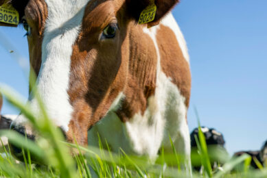 The roadmap towards animal-friendly and future-proof dairy farming includes agreements for the dairy sector on further promoting grazing, which also offers added value through market concepts. Photo: Mark Pasveer